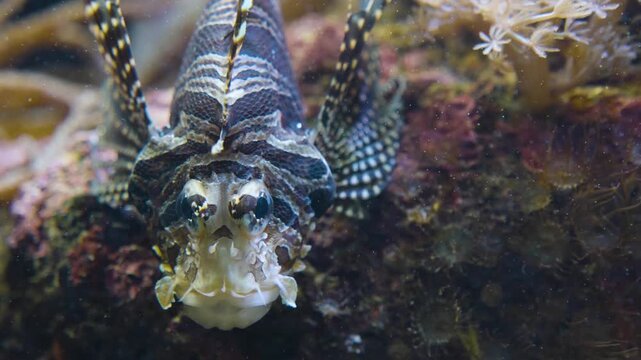 Close up of a zebra, fire, lion or goby fish floating slowly around beside a coral reef underwater
