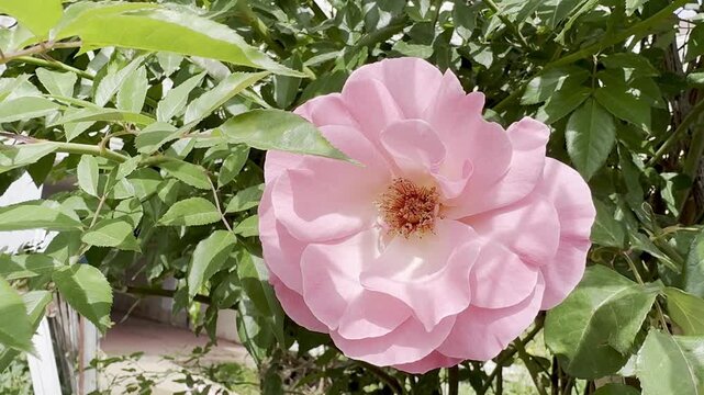 Sunlit garden with fresh pink Rosa damascena flowers swaying in the wind, part of the Mediterranean and Israeli flora.