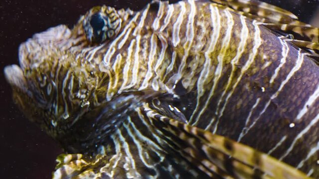 Close up of a zebra, fire, lion or goby fish floating slowly around beside a coral reef underwater
