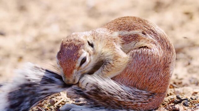 African Ground Squirrel feeding and playing with its tail , Kgalagadi Transfrontier Park.