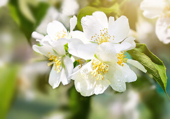 Fototapeta premium Fresh blooming white flowers of jasmine bush with dew drops on summer day. Tender wet blossoming jasmine in spring garden. Beauty in nature, mother's, woman's day, love holidays, anniversary. 