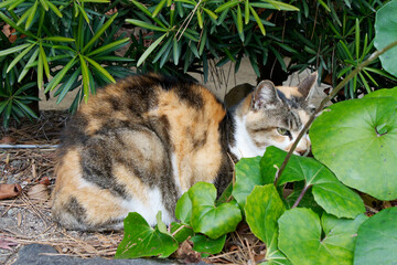 Calico cat hiding behind green leaves in a Japanese garden. © SIOU CYUAN LIANG