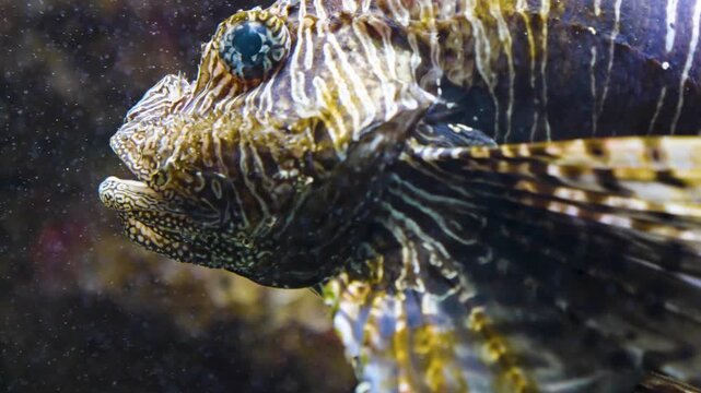 Close up of a zebra, fire, lion or goby fish floating slowly around beside a coral reef underwater

