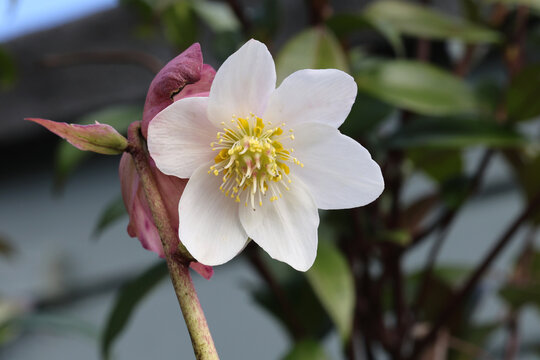 Helleborus niger 'HGC Jesse'.  Single close up white Christmas rose flower.