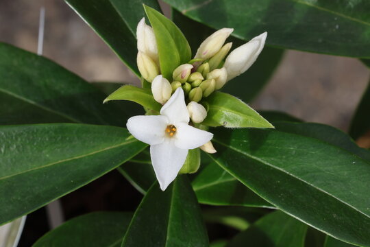 Daphne Perfume Princess ('Dapjur01'). Strongly scented terminal clusters of pale pink buds and white daphne flowers. 