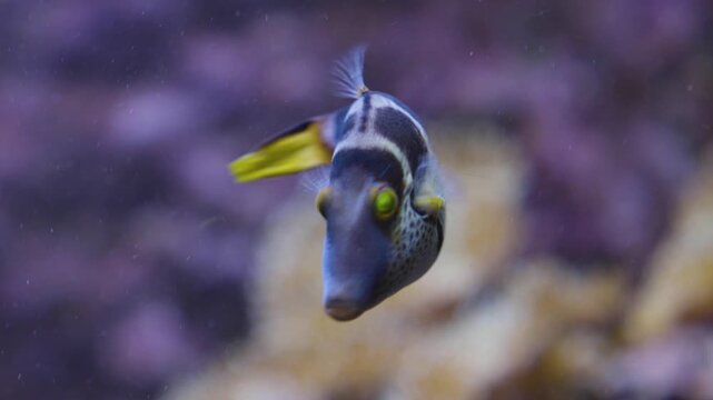 Close up of  a blue and purple Suitcase-fish trunkfish floating slowly underwater beside a coral  reef
