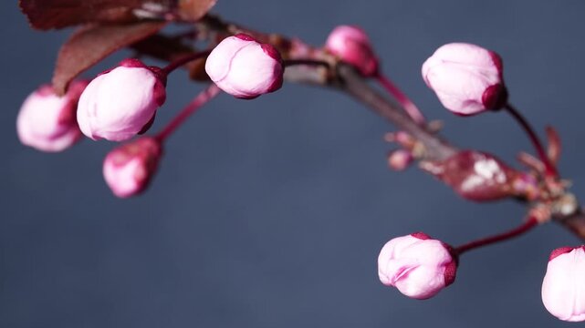 Macro timelapse of pink blossom buds opening into delicate spring flowers on a tree branch against a clean blue background.