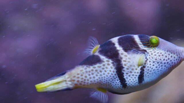 Close up of  a blue and purple Suitcase-fish trunkfish floating slowly underwater beside a coral  reef
