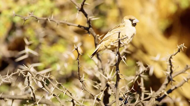 Close up of a Sociable weaver sitting on dried branches