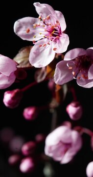 Close-up timelapse of pink blossoms opening from buds on a flowering branch against a dark background, showing delicate petals, stamens, and spring bloom detail.