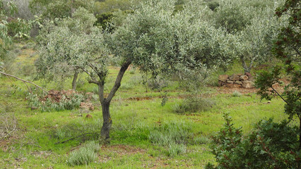 Vedute della Sardegna