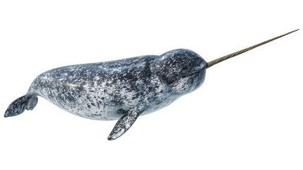 Obraz premium Narwhal side view, isolated on a white background