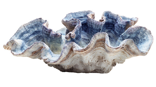 Giant clam open shell, isolated on a white background