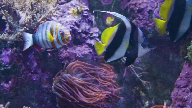Close up of black and white saltwater angelfish swimming around a coral reef underwater
