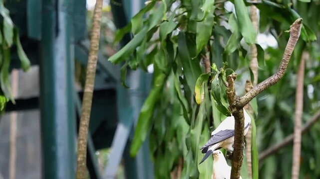 a white bird standing on branch in the afternoon, a pigeon on the tree in the aviary bird park