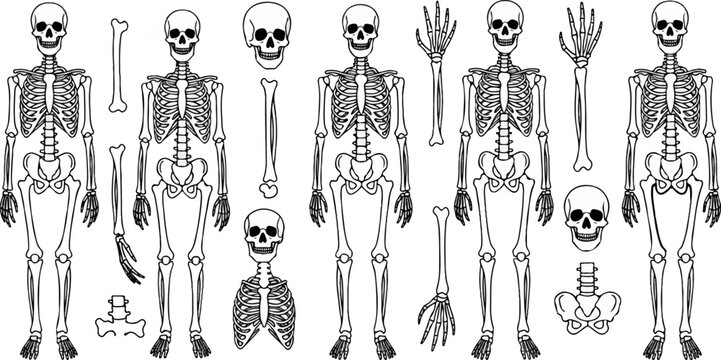 A collection of skeletal diagrams, including full human figures, separate bones, and parts