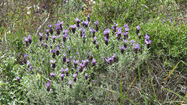 Lavanda selvatica