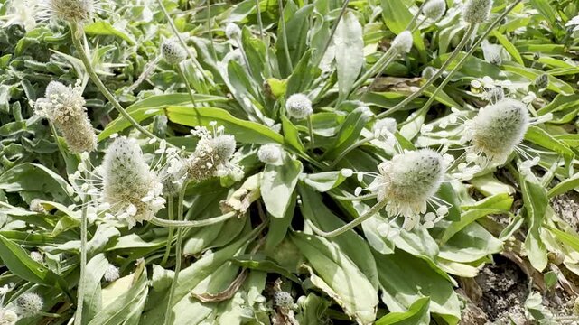 Close-up macro of Plantago lagopus (hare&rsquo;s foot plantain) in bloom on the Mediterranean shoreline of Israel, with Heliotaurus ruficollis visiting the flowers