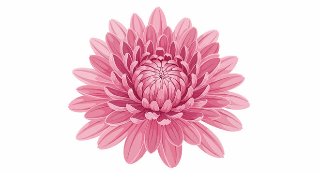 A detailed, vibrant pink chrysanthemum flower with layered petals against a white background