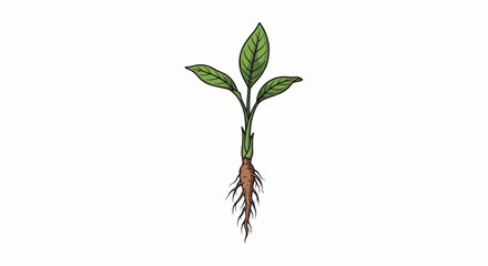 Obraz premium A simplified illustration shows a small plant with green leaves and a visible root system