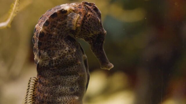 A very close uo the head of a seahorse moving around underwater beside a coral reef..