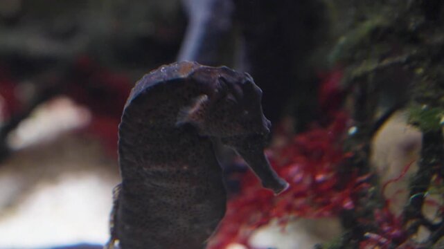 A very close uo the head of a seahorse moving around underwater beside a coral reef..