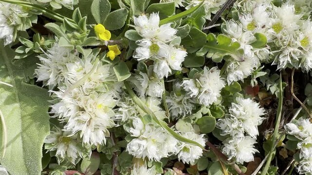 Macro close-up of Paronychia argentea (silver nailroot) blooming on the Mediterranean coast of Israel near the sea