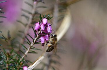 Biene beim Nektar sammeln © MEISTERFOTO