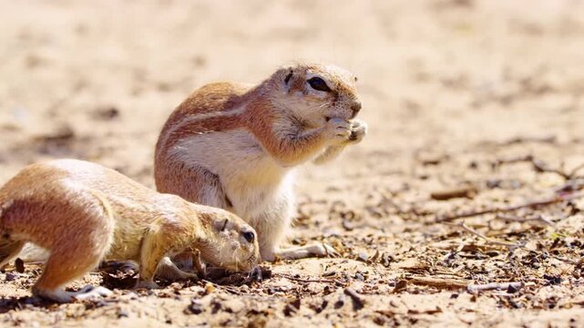 A close full body shot of a male African Ground Squirrel foraging and feeding while standing on his hind feet, Kgalagadi Transfrontier Park.