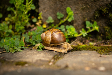 Close-up of a Snail with a Brown Striped Shell Slowly Moving on a Stone Wall with Lush Green Foliage and Mossy Patches in a Garden Setting © Tobias