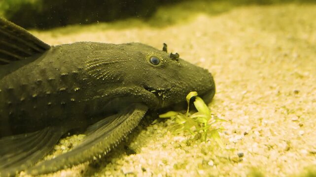 Close up of a Redfin Blackspot, catfish moving around a river bed underwater