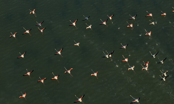 Aerial view of a squadron of flamingos soaring above the serene, dark waters, their pink plumage a stark contrast to the deep blue, Santa Pola, Valencian Community, Spain.