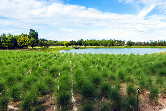 Beautiful field of Stipa tenuissima or Mexican feather grass growing in  lush park by lake. Serene landscape of ornamental green grass meadow near pond. Stipa tenuissima grass field in park with lake.