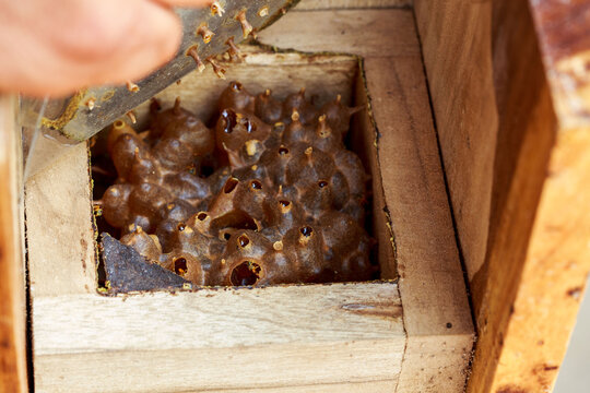 Inside a Meliponini stingless bee hive box with cerumen honey pots and hand opening the lid