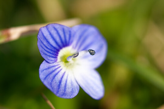 Persian speedwell blue wildflower macro close up with soft green background