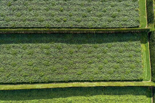 Aerial view of verdant fields divided by dark green hedgerows, creating a mosaic of textures under the bright sun, Te Puke, New Zealand.