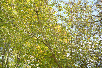 Obraz premium Yellow green trees , blue sky.