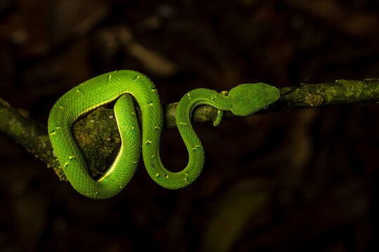 Serpiente Lora, Costa Rica