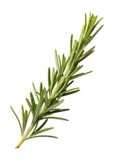 Obraz premium 白い背景に一本の新鮮な緑色のローズマリーの枝が斜めに配置された、料理やハーブ、スパイスのテーマに最適な高品質なストック写真素材