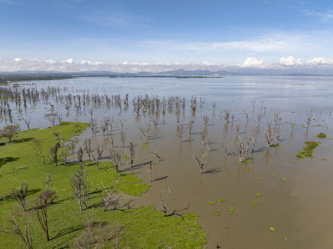 Aerial view of the tranquil waters reflecting the sky, punctuated by skeletal trees and vibrant green patches, creating an ethereal blend of life and stillness, Naivasha, Nakuru County, Kenya.