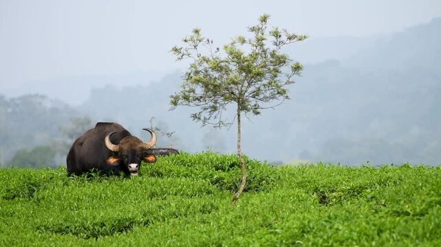 Indian gaur in tea estate at Valparai, Tamilnadu, India