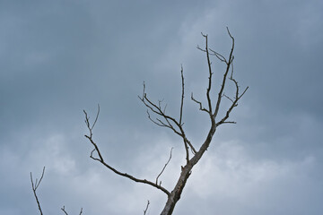 Obraz premium branches of a bare dead tree against dark stormclouds, low angle view 