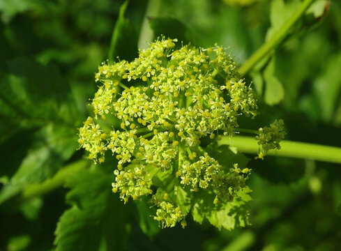 Early stage (flowers still green) Conium maculatum - commonly known as Hemlock or poison hemlock.  A highly poisonous flowering plant species in the carrot family - Apiaceae. Oeiras, Portugal.