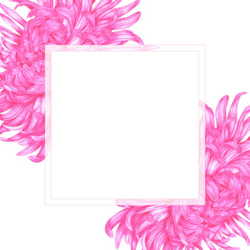 Hand drawn watercolor pink chrysanthemums frame border composition. Illustration of flowers isolated on white background. Can be used for postcard, label, invitation and botanical projects