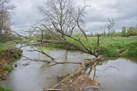 Bare fallen tree in an old river arm of Dijle, w near Louvain, Flanders, Belgium 