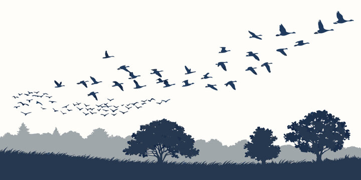 A flock of birds flying in a v-formation over a tree-lined landscape.