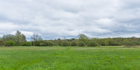 Obraz premium marsh landscape with fresh green spring trees in river Dijle valley near Louvain, Flanders, Belgium 