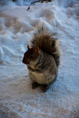 squirrel in the snow