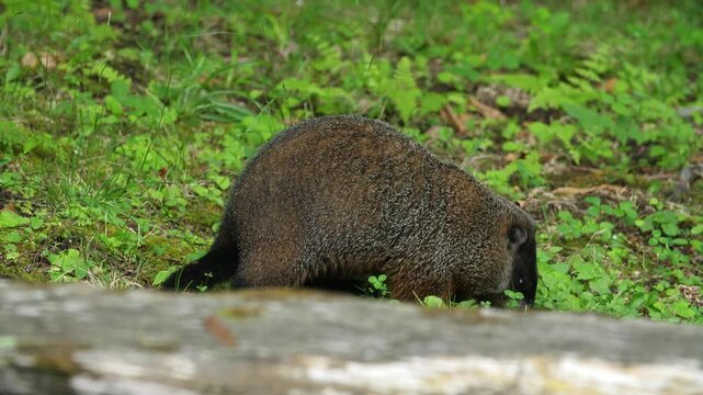 Groundhog eating grass. 4K.