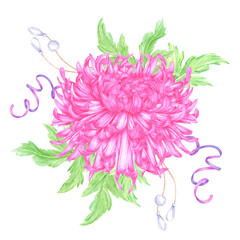 Fototapeta premium Hand drawn watercolor pink color chrysanthemum with leaves ribbon pearl composition. Illustration of flower isolated on white background. Can be used for postcard, scrapbook other printed products